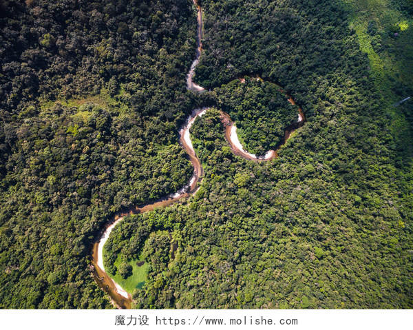 俯视角度航拍图鸟瞰图绿色热带雨林原始森林树林小树树苗植物植被森林312植树节